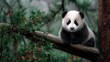 © muhammad - Cute panda bear resting on a tree branch in a natural environment