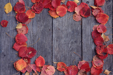 Wall Mural - red autumn fallen leaves background for frame, beautiful autumn nature photo
