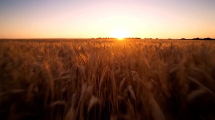 Wall Mural - A vast, empty golden field of swaying wheat sways gently in the evening breeze at dusk, captured with a cinematic handheld tracking shot environment, nostalgia, commercial