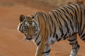 Wall Mural - Tiger, Bengal Tiger (Panthera tigris Tigris), hanging around in Bandhavgarh National Park in India