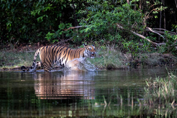 Wall Mural - Tiger, Bengal Tiger (Panthera tigris Tigris), hanging around in Bandhavgarh National Park in India
