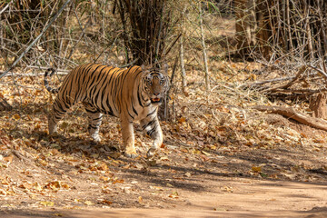 Wall Mural - Tiger, Bengal Tiger (Panthera tigris Tigris), hanging around in Bandhavgarh National Park in India