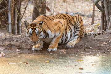 Wall Mural - Tiger, Bengal Tiger (Panthera tigris Tigris), hanging around in Bandhavgarh National Park in India
