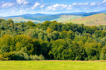 Wall Mural - forest on the hill in rural area of carpathian mountains in autumn. wonderful scenery of volovets district. deciduous trees near grassy meadow in september