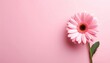 © Thanawat - Floral beauty presentation studio setting image of pink gerbera daisy minimalist background close-up view nature's elegance