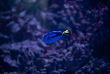 Wall Mural - The blue tang, or flag tang, is a species of marine ray-finned fish in the surgeonfish family. It is the only representative of the genus Paracanthurus. 