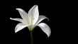 © Moahmmad - White Lily flower bouquet isolated on transpatent background
