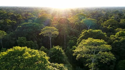 Wall Mural - drone flies forward over a lush tropical rainforest canopy on a bright day, with dappled sunlight cr