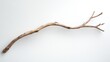 © vadosloginov - Natural driftwood branch displayed against a neutral background for decorative or craft purposes
