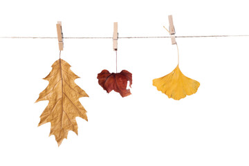 Wall Mural - dry autumn leaves hanging on a rope isolate,