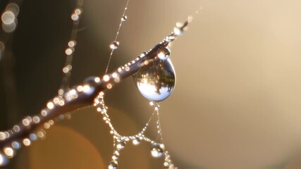 Dewdrop, reflections in a large droplet on a delicate web against a soft golden background