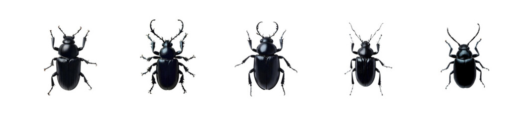 Wall Mural - A sleek black beetle on transparent background top view.