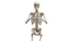 © Lena - Isolated human skeleton model demonstrating anatomical structure standing upright fully visible