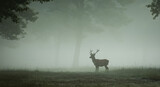 Lone deer standing in misty forest at dawn