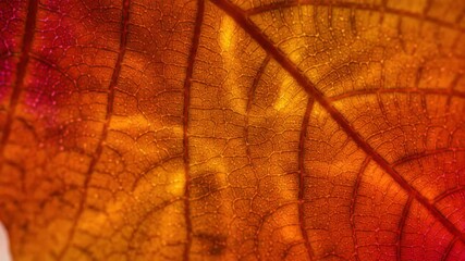 Wall Mural - Seamlessly looping video showcasing an intricate network of abstract autumn leaf veins slowly intertwining and glowing with warm vibrant colors macro, loopable, orange