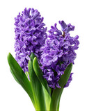 Vibrant purple hyacinths in bloom nature view isolated on transparent background