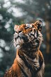 © Muhammad - The majestic striped tiger gazes upward powerfully embodying wild nature strength and the striking beauty of this apex predator