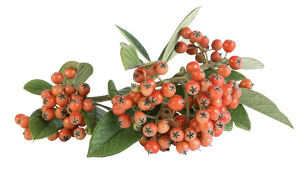 Wall Mural - Baie de Cotoneaster lacteus en automne	