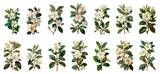 Beautiful vintage gardenia flower bundle on a transparent background