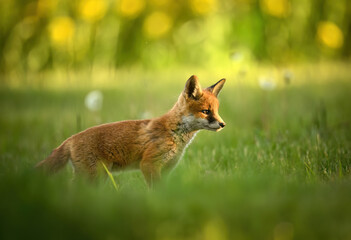 Wall Mural - Cute young red fox ( Vulpes vulpes )