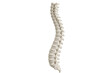 © Milica - Human spinal column with vertebrae on transparent background