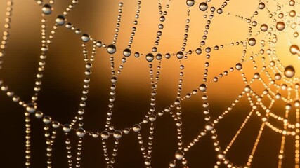 Delicate spiderweb adorned with glistening water droplets at dawn