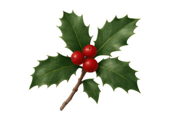 Wall Mural - Holly sprig with vibrant red berries and green leaves symbolizing christmas, winter holidays, and festive decoration on transparent background