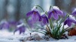 © At My Hat - Snow covers vibrant purple crocuses blooming despite a winter snow shower. Symbolizing resilience, hope, use in spring, or seasonal transition designs.