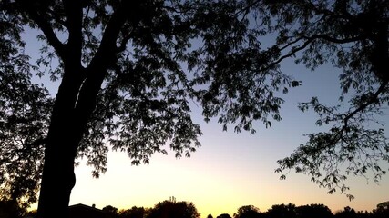 Wall Mural - Silhouette of the tree with lush foliage on sunset background . Camera view from below