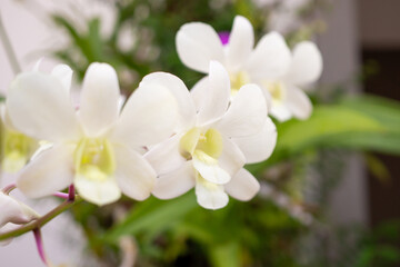 Wall Mural - Beautiful Orchid flower blooming in garden floral background