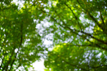 Wall Mural - Nature green leaf on blurred greenery background in forest and sunlight with copy space. Background of natural green plants landscape, ecology wallpaper. Blurred background of spring nature.