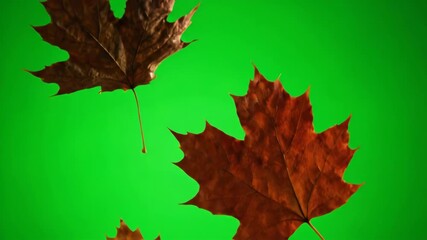 Wall Mural - Intricate details of a variety of dry leaves are revealed as they softly float in extreme slow motion against a green screen nature, tranquility, season