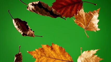Wall Mural - Intricate details of a variety of dry leaves are revealed as they softly float in extreme slow motion against a green screen effect, peaceful, green screen