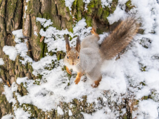 Wall Mural - Squirrel in winter sits on a tree trunk with snow