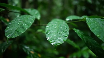 Wall Mural - Shallow depth of field close-up tracking shot of vibrant jungle leaves glistening after rain beauty, dew, moisture
