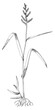 © Marina Gorskaya - Barniyard grass botanical sketched illustration vector