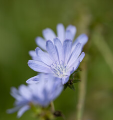 Wall Mural - A flower with a blue center and purple petals