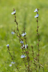 Wall Mural - A bunch of flowers with a few brown leaves