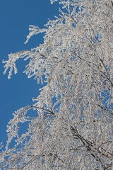 Wall Mural - A tree covered in snow with a blue sky in the background