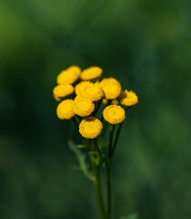 Wall Mural - A yellow flower with a green stem