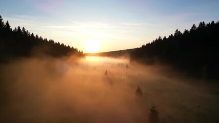 Wall Mural - Ethereal fog rolling across a serene forest valley at sunrise, creating a mystical atmosphere sunrise, green, dawn