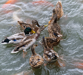 Wall Mural - A group of ducks are swimming in a pond