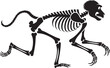 © fay009 - Full Baboon Skeleton Illustration Transparent Background Vector Primate Anatomy Educational Graphic Art