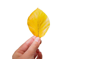 Wall Mural - Hand holding a yellow single autumn leaf isolated on white or transparent background, fall season, png cut out