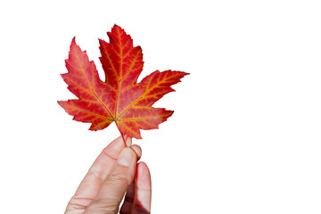 Wall Mural - Hand holding a red single autumn maple leaf isolated on white or transparent background, fall season, png cut out