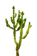 © Delphotostock - Photo of an Euphorbia candelabra cactus isolated on white or transparent background, png cut out