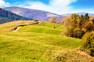 Wall Mural - autumnal countryside of carpathian mountains. beautiful landscape of ukraine in morning light. scenery with trees in colorful foliage and meadows on rolling hills. wonderful place for photography
