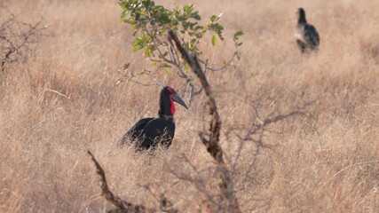 Wall Mural - a tracking shot of a flock of southern ground hornbills walking away from the camera at kruger national park of south africa