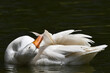 © Mrio - Ganso fêmea se banhando no lago do jardim do Museu da República - Catete - RJ