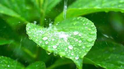 Wall Mural - Captivating time lapse view of tiny hailstones falling and resting on lush green plant leaves green, atmospheric, seasonal